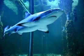 Akvárium Crikvenica