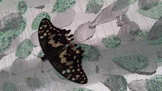 Motýlí dům Žírovice