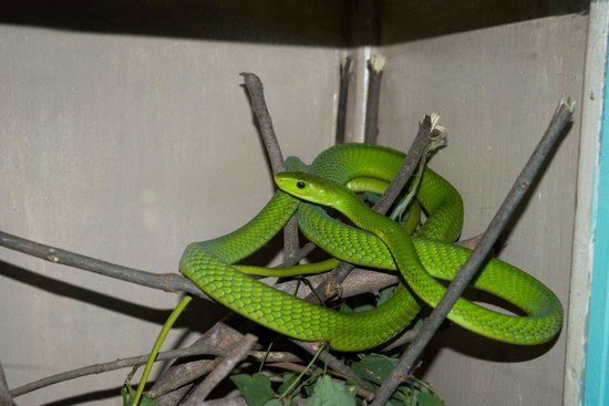 Hadí farma Bio-Ken Snake Farm