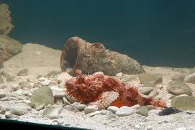 Aquarium & Museum of Maritime Tradition