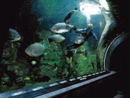 Obří akvárium Hradec Králové