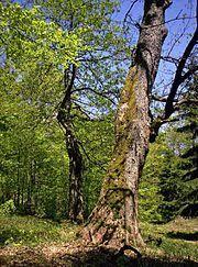 Rezerwat przyrody Puszcza Snieznej Bialki