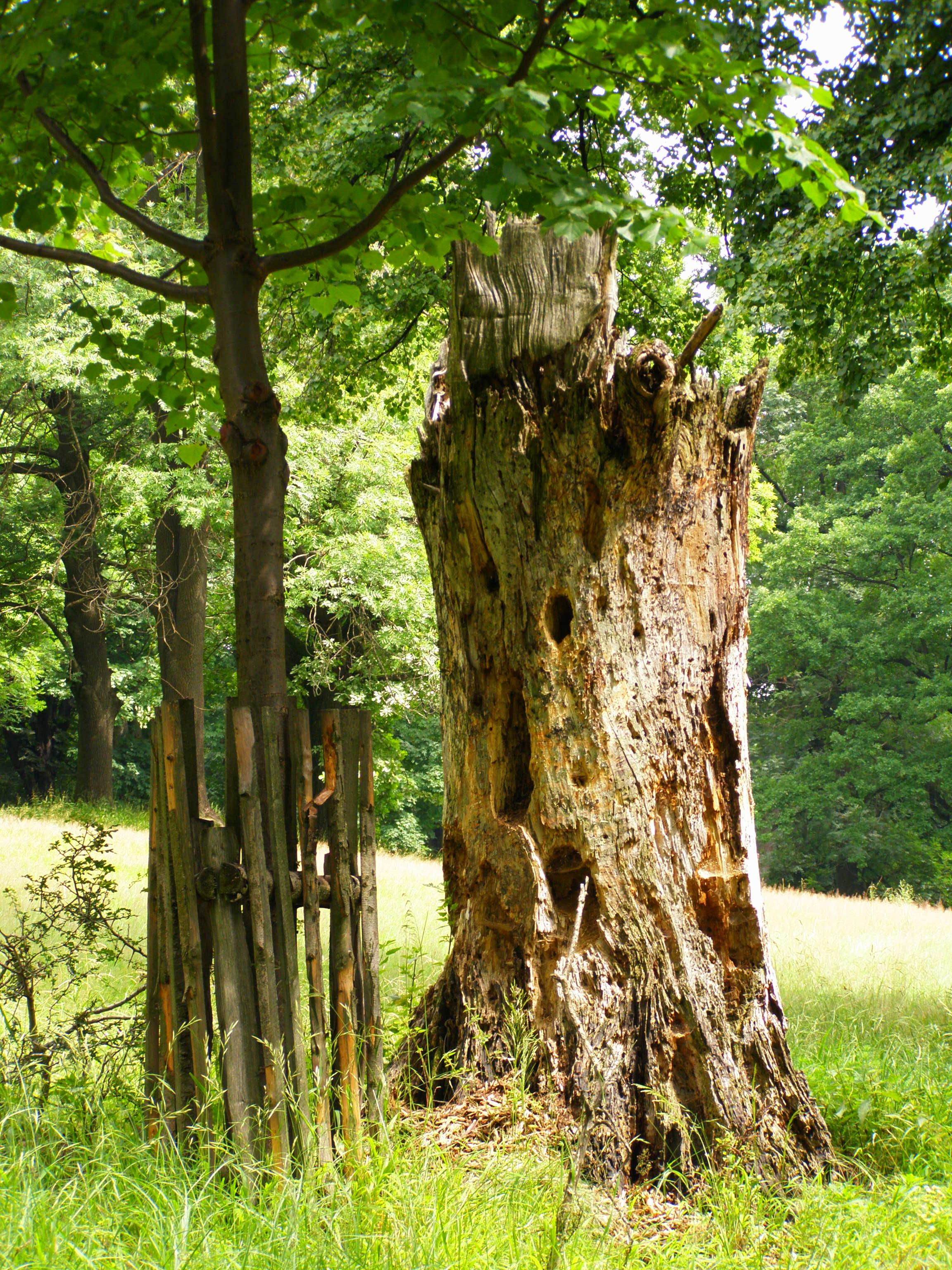 Hradní vrch Hukvaldy