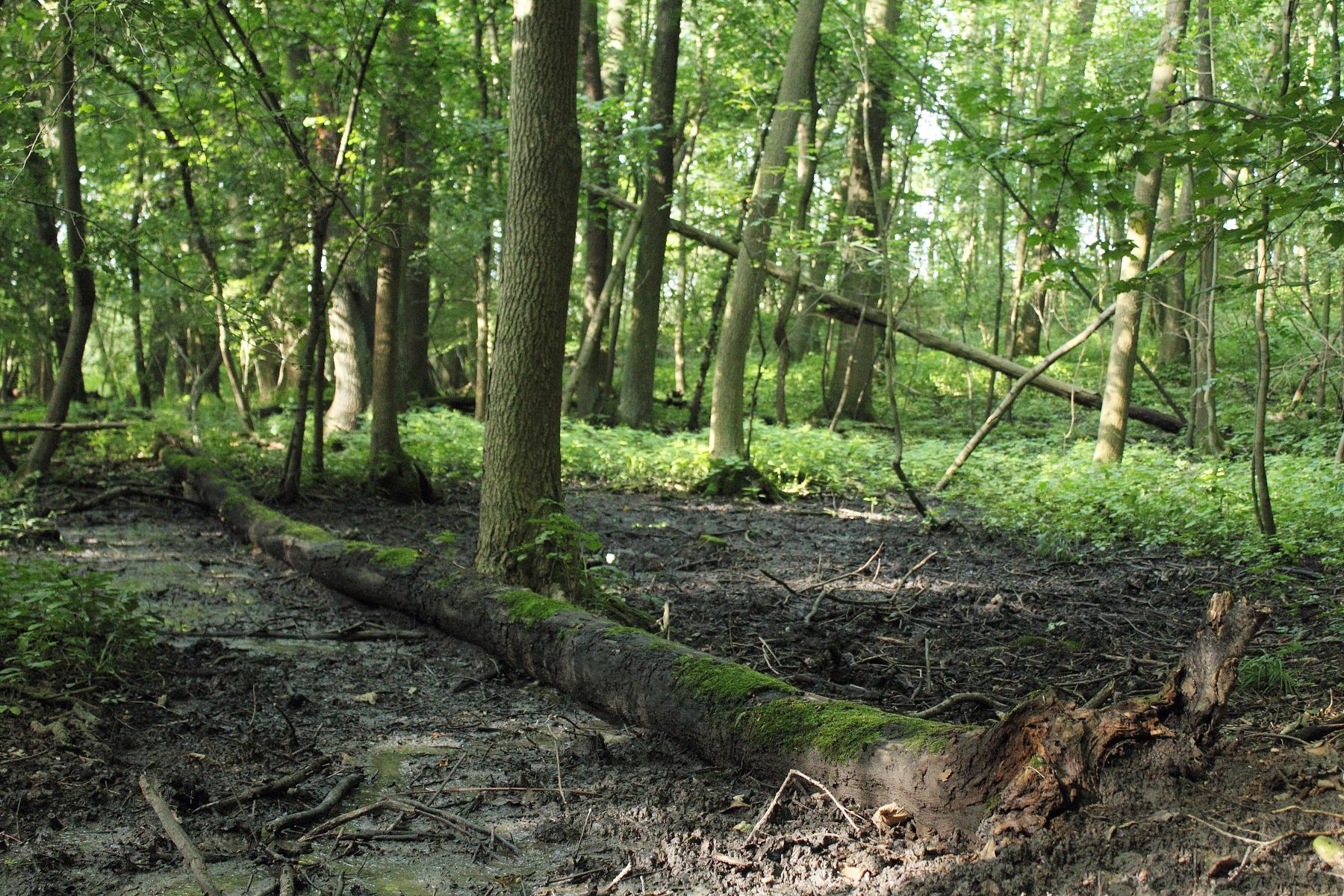 Bažantnice u Loukova