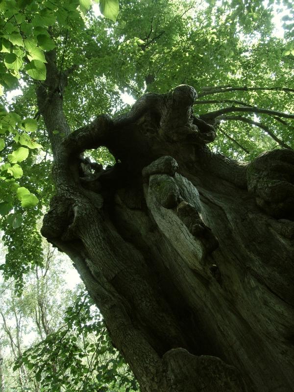 Dolní Popovská lípa