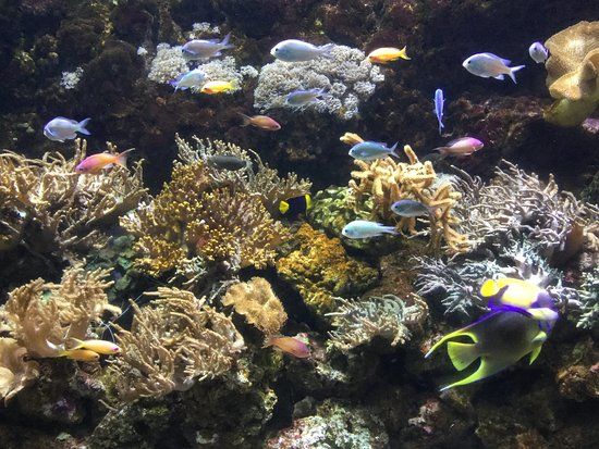 Podmořský svět Sea Life Aquarium