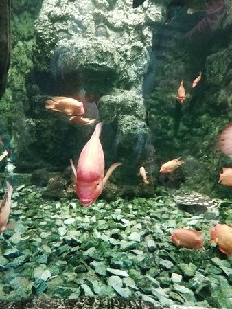 Aquarium Hradec Kralove
