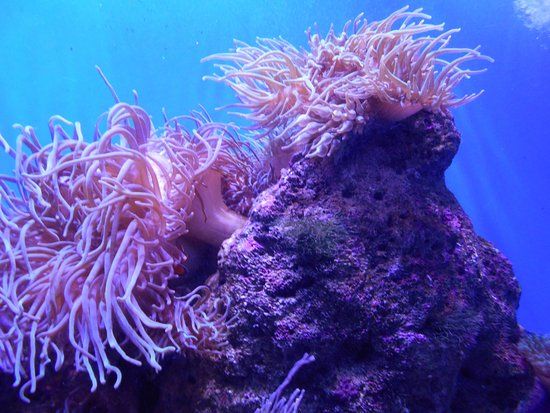 Akvárium SEA LIFE v Sydney