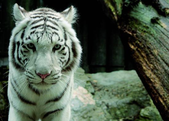 Zoologická zahrada Liberec