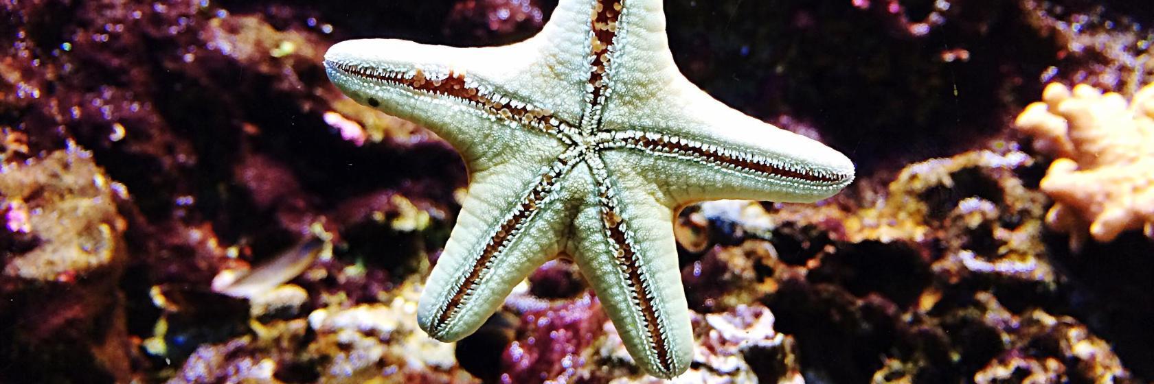 Akvárium v Cattolice