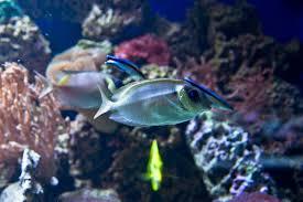 Mořské akvárium pod Fichtelbergem