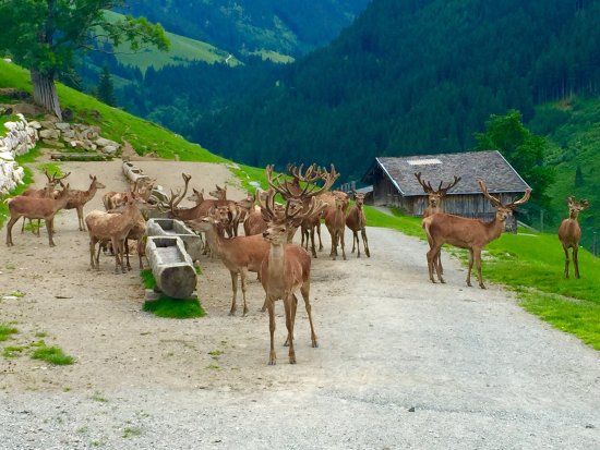 Rezervace Wildpark Aurach